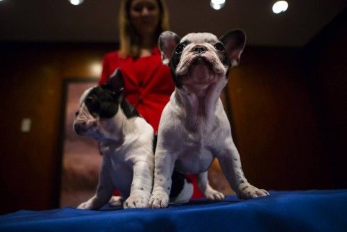 American Kennel Club, una de las organizaciones protectoras de animales, ha realizado en Nueva York una exhibición con las razas de perros más populares ahora en EEUU. El golden retriever y el bulldog francés son las razas más escogidas.