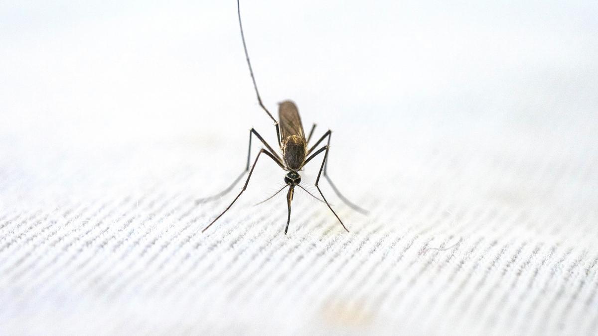 Por menos de 10 euros Lidl tiene una mosquitera corredera de aluminio que  no necesita instalación, pegamento ni clavos