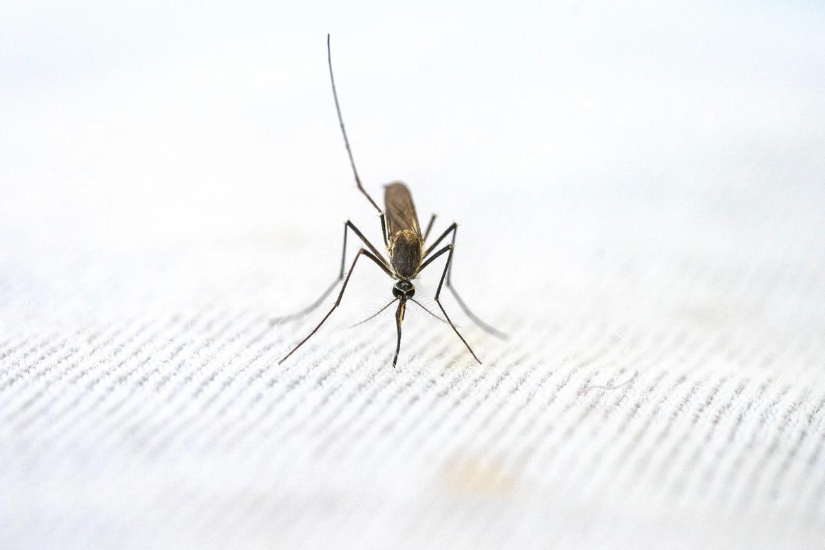 MOSQUITERAS LIDL | Los tres productos de Lidl ideales para combatir a los mosquitos