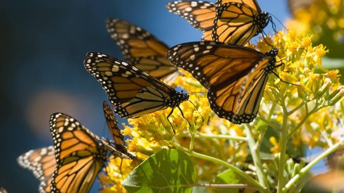 Las mariposas monarca llegan a México en otoño