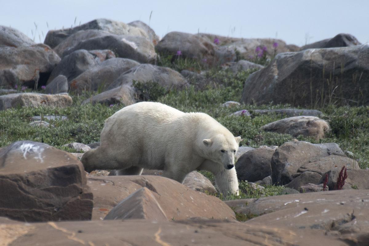 Así viven los osos polares en Hudson Bay, cerca de Churchill (Canadá).