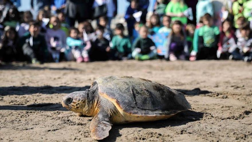 Escolares asisten a la suelta de una tortuga en la playa de Las Arenas