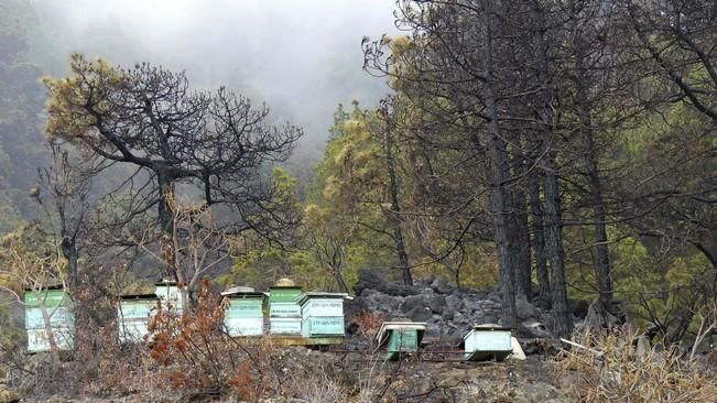 INTENTAN CONTROLAR EL FUEGO DE LA PALMA ANTES DE ...