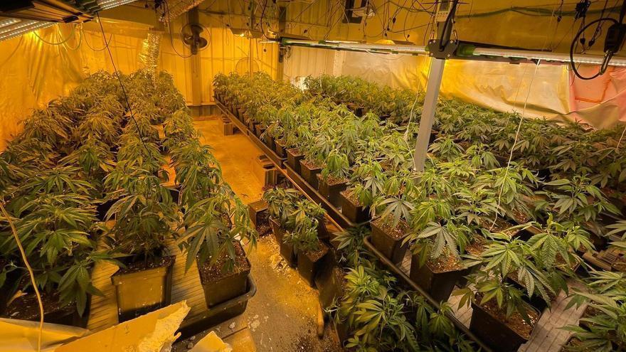 Desmantellen una plantació de marihuana en una antiga fàbrica de guix de Figueres