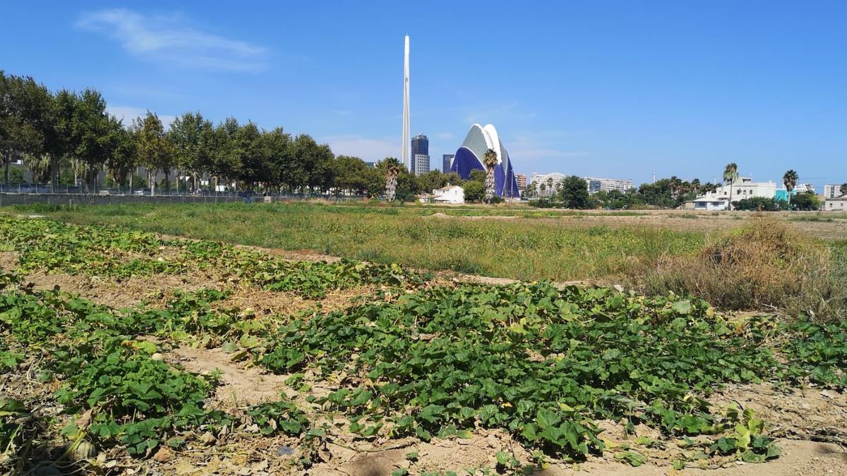 Huerta junto a la Ciudad de las Artes y las Ciencias