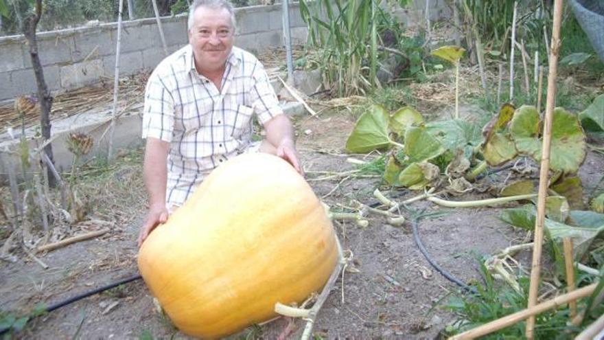 Una calabaza de 127 kilos en Sant Joan