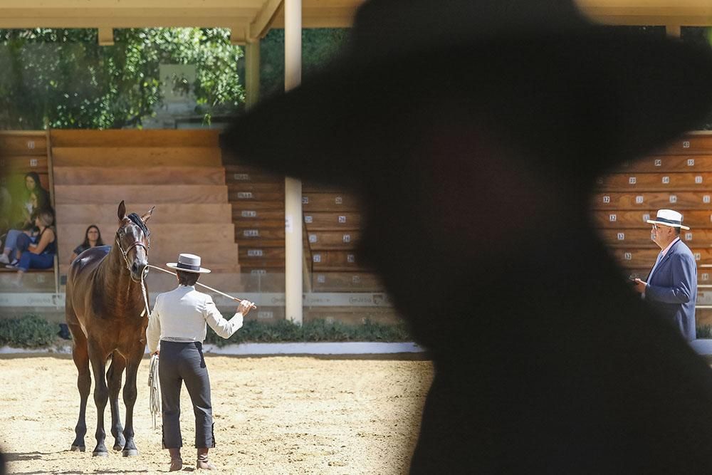 Cabalcor echa a andar con el concurso morfológico