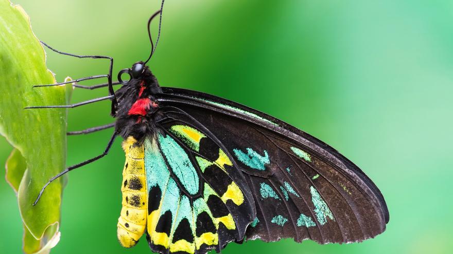 Descubre en Benalmádena la mariposa más espectacular del mundo