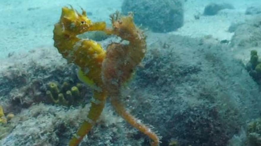 Apareamiento de dos caballitos de mar en Fuerteventura