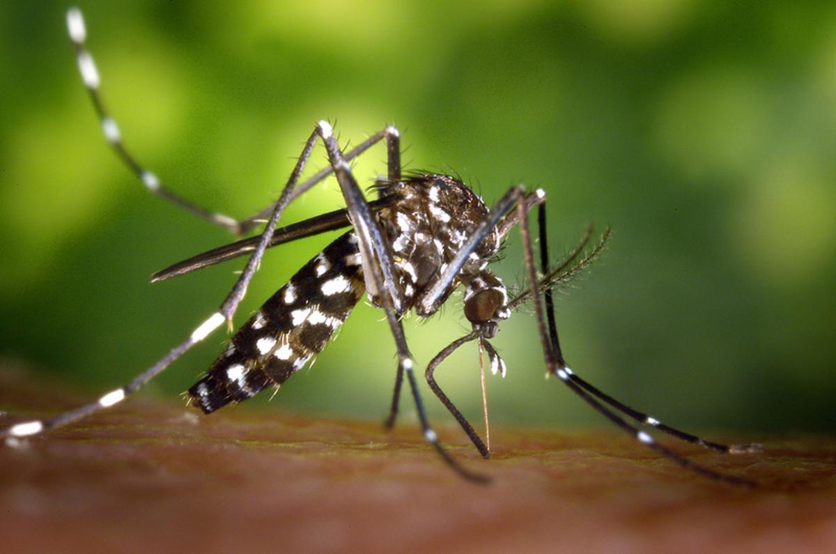 La crisi climàtica exposa Europa al mosquit de la malària