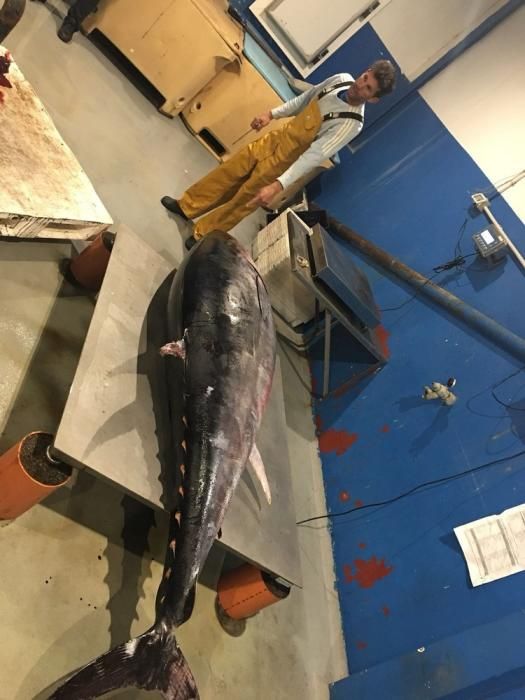 Cierre precautorio de la zafra del atún