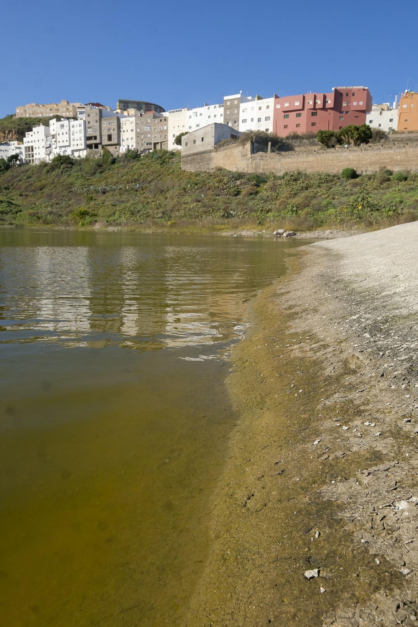 Mosquito ‘Aedes aegypti’ en Piletas