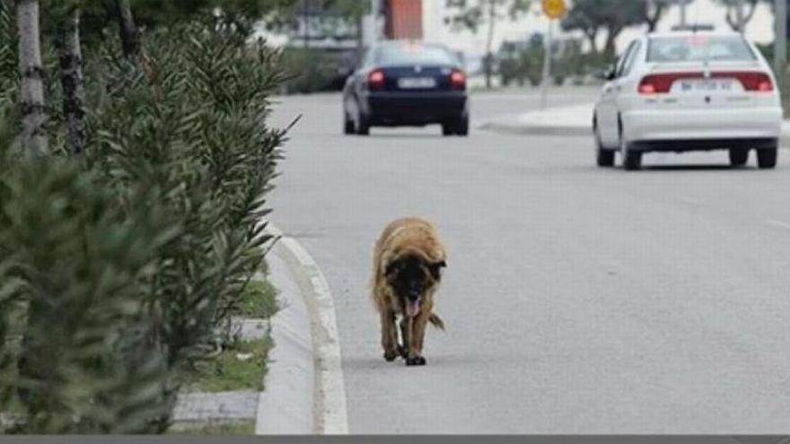 Cómo encontrar a tu mascota perdida