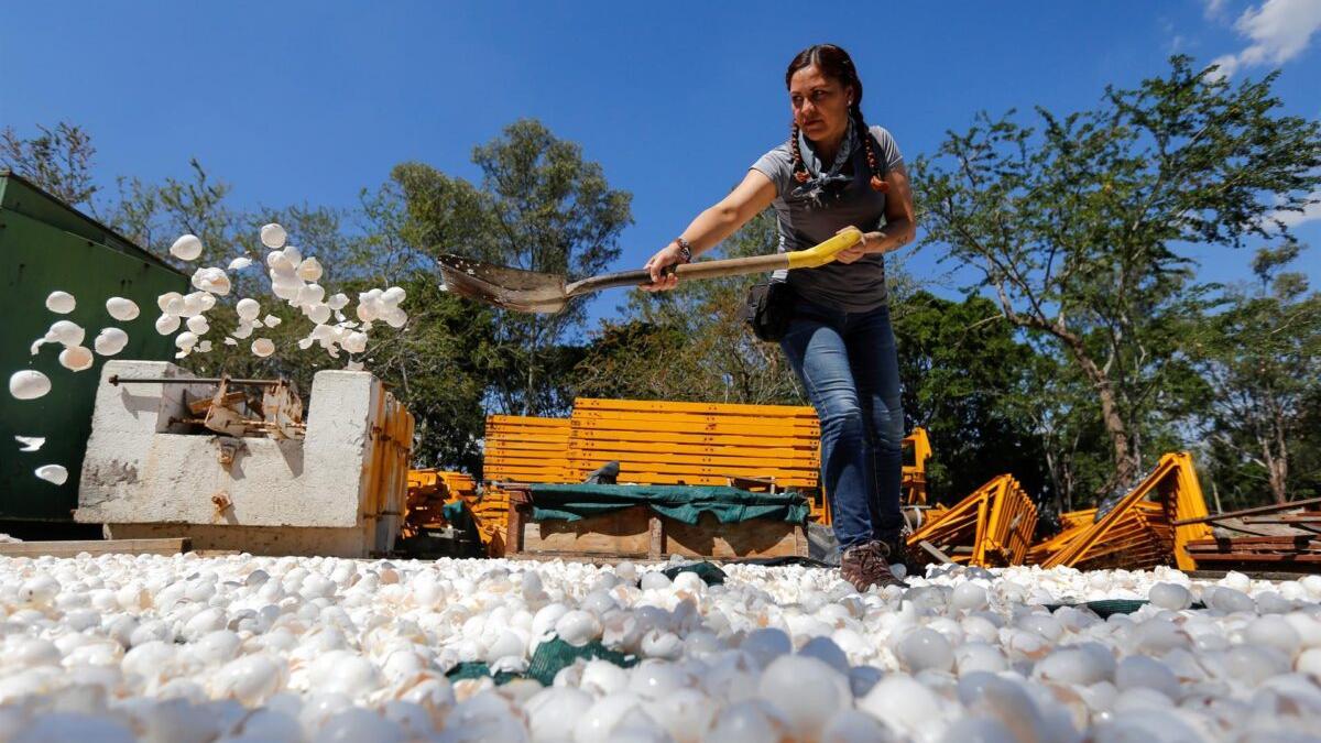 México usa cáscara de huevo para descontaminar sus ríos