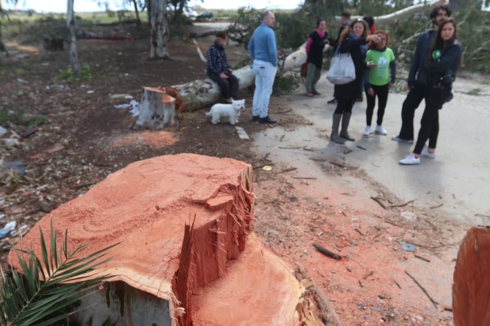 Protesta por la tala de árboles en Arraijanal