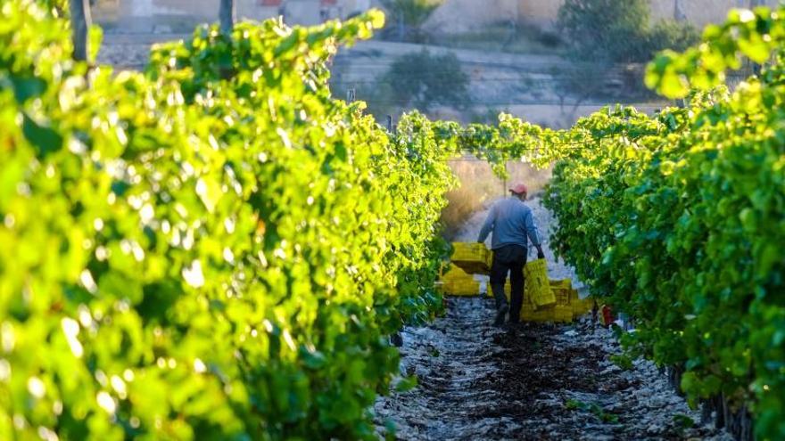 Una finca de uva de mesa de Novelda