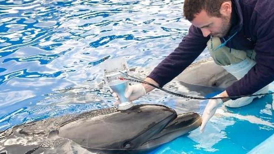 Expertos de l&#039;Oceanogràfic participan en un congreso de la Armada americana sobre mamíferos marinos