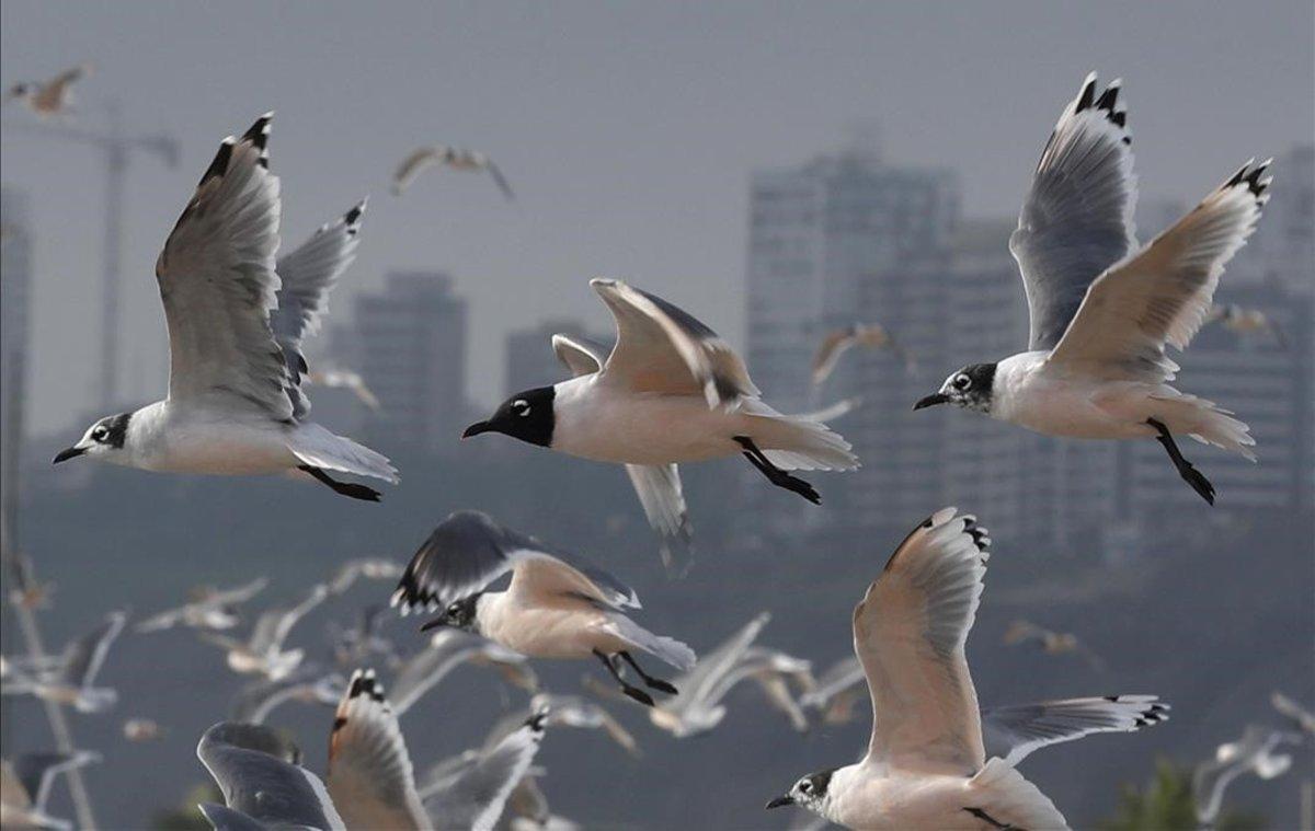 Gran cantidad de aves sobrevuelan las playas del litoran de Lima (Perú), estos días vacías de bañistas.