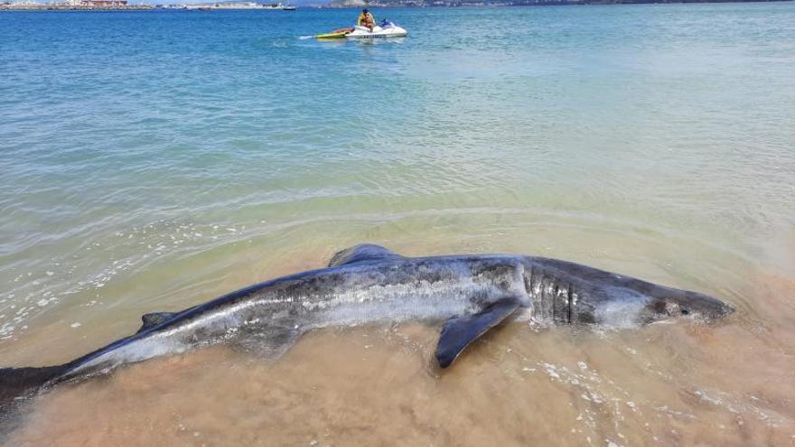 El tiburón avistado en Oleiros murió por una obstrucción digestiva causada por plásticos