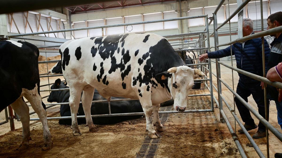 Nuevo precio récord en el mercado de Silleda: así es el buey frisón por el que Frigoríficos Bandeira pagó 10.521 euros