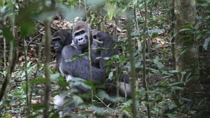 Grupo de gorilas occidentales en el bosque de las áreas protegidas de Dzanga-Sangha, en la República Centroafricana.