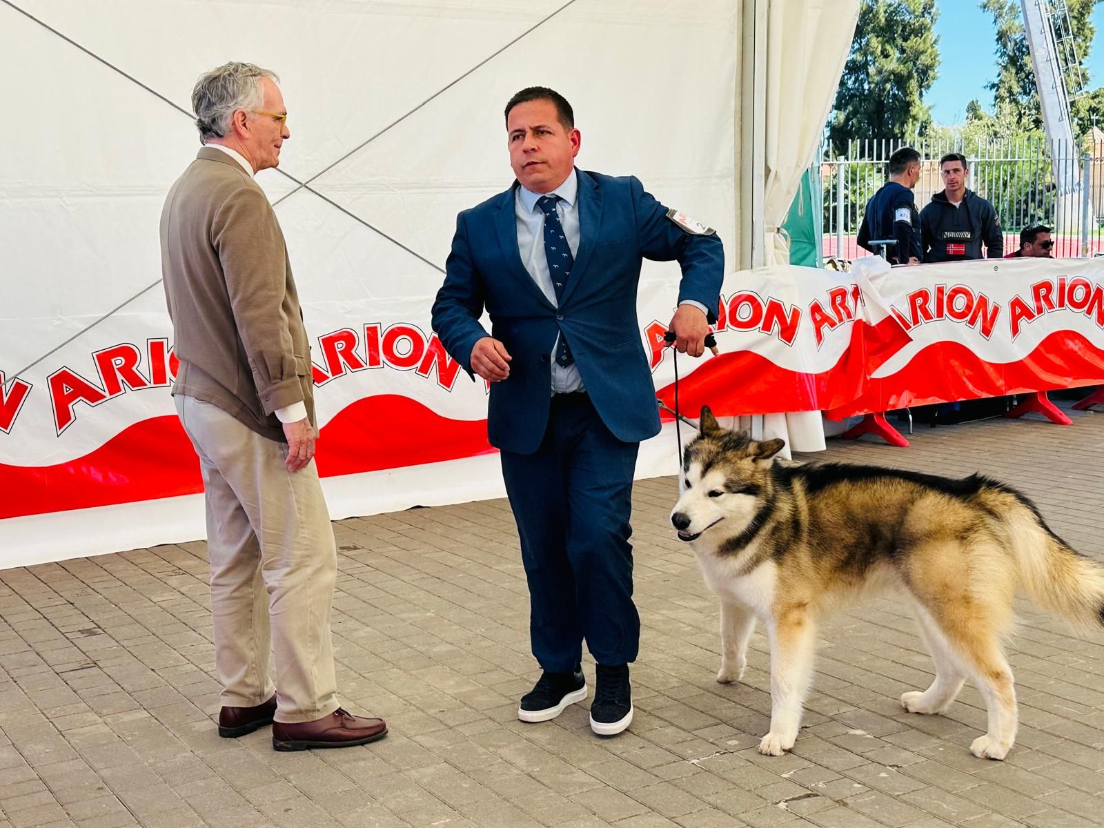 Más de 500 mascotas participan en la primera jornada del Concurso Internacional Canino en Torrent