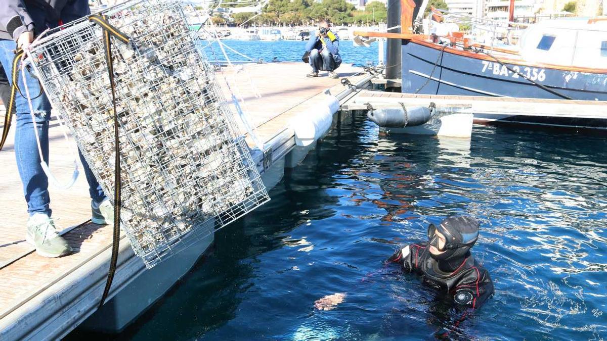 Un submarinista instal·lant un biohub al port de Sant Feliu de Guíxols