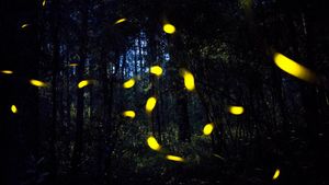 La araña manipula la luz de las luciérnagas para capturar presas.