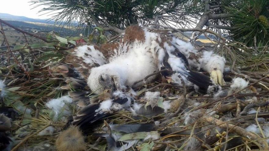 La Guardia Civil imputa a dos personas por envenenamiento de águilas imperiales en la Sierra de San Pedro