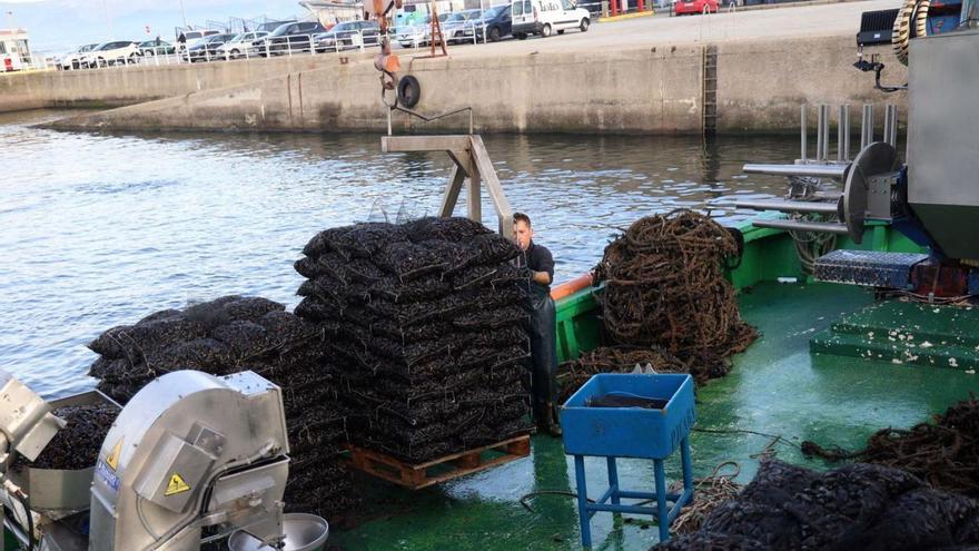 Descargas de mejillón para el mercado de fresco en el muelle de Vilanova.