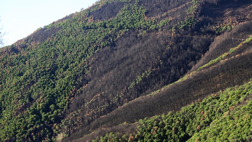 Arranca esta semana en Sierra Bermeja un gran plan de reforestación con drones