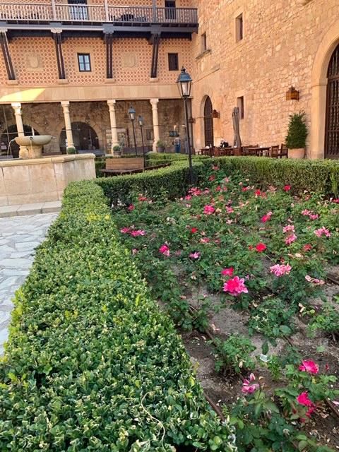 Rosa "Castell d'Alaquàs" en el Parador de Sigüenza.