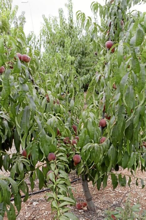 Auf seiner Plantage mit 2.500 Bäumen bei Manacor erntet Maties Adrover von Mai bis September Pfirsiche. Er bemüht sich, Inselobst mit optimalem Reifegrad in den Handel zu bringen.
