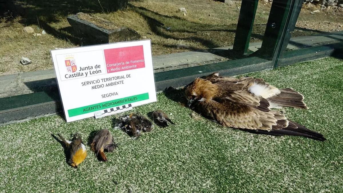 Aves muertas al estrellarse contra la cristalera de una pista de pádel en un pueblo de Segovia.