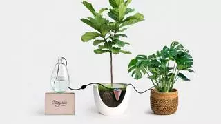 Así es la vasija egipcia que riega sola las plantas durante un mes