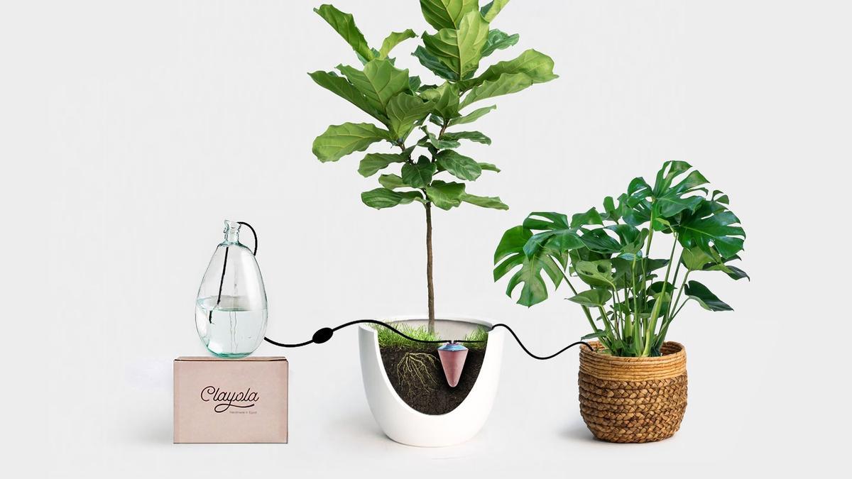 Clayola, la vasija egipcia que riega sola las plantas durante un mes