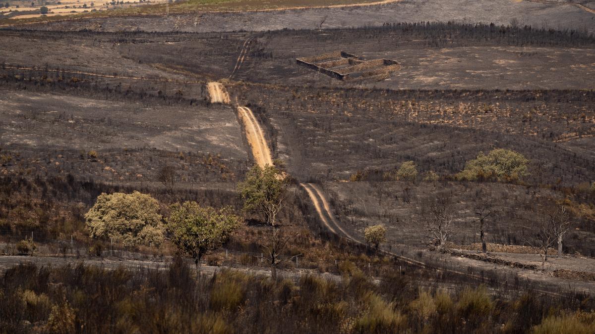 Terreno calcinado por el incendio de Losacio en la Sierra de la Culebra.