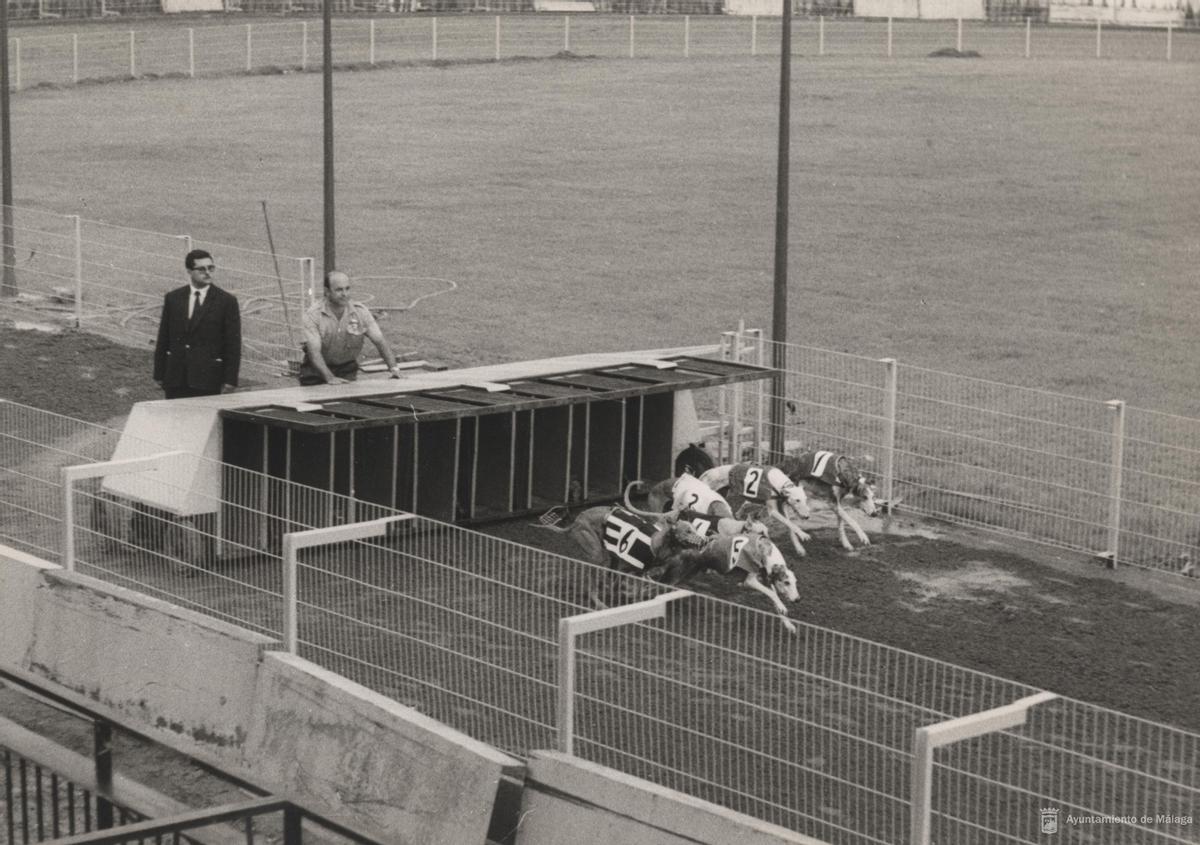 Los galgos salen de la caja, una vez activada la liebre mecánica, en el Canódromo de Ciudad Jardín.