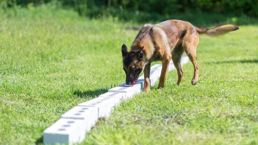 El entrenamiento de perros se basa en la estrategia de la recompensa y la omisión.