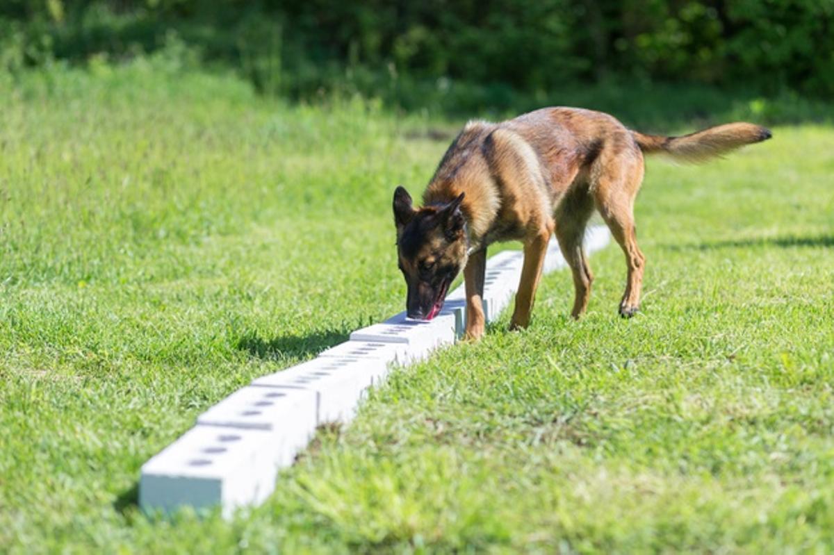 El entrenamiento de perros se basa en la estrategia de la recompensa y la omisión.
