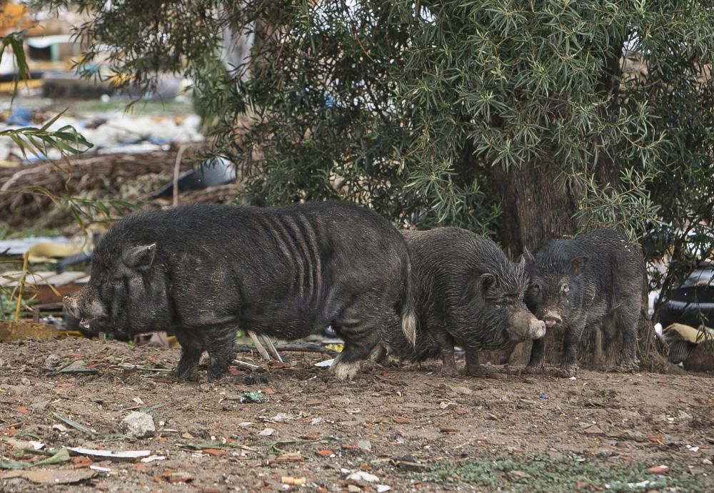 Cerdos vietnamitas campan por el entorno del cementerio