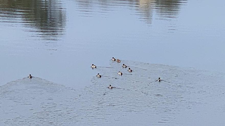 Patitos en el Nalón, a la altura de Soto del Barco.