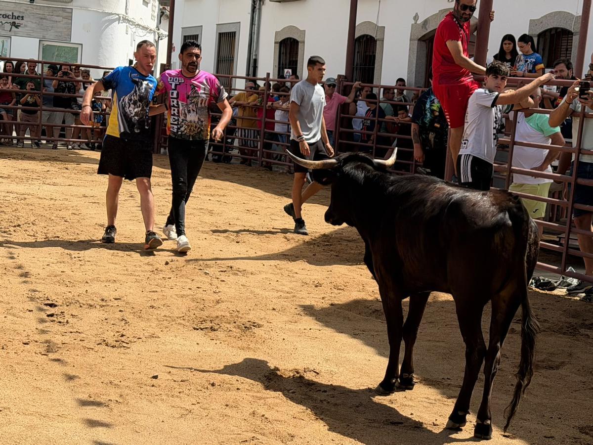 Comienzan los encierros de vacas bravas en la localidad de Alcaracejos: intensidad y emoción en las calles