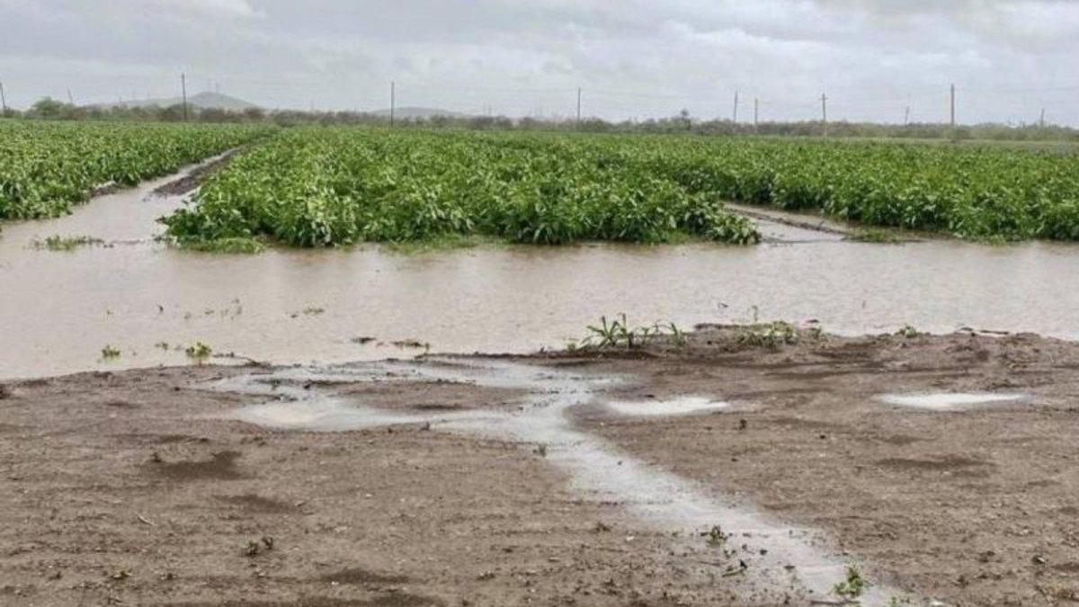 La tormenta &#039;Laura&#039; causó daños en 14.000 hectáreas de cultivo en Cuba