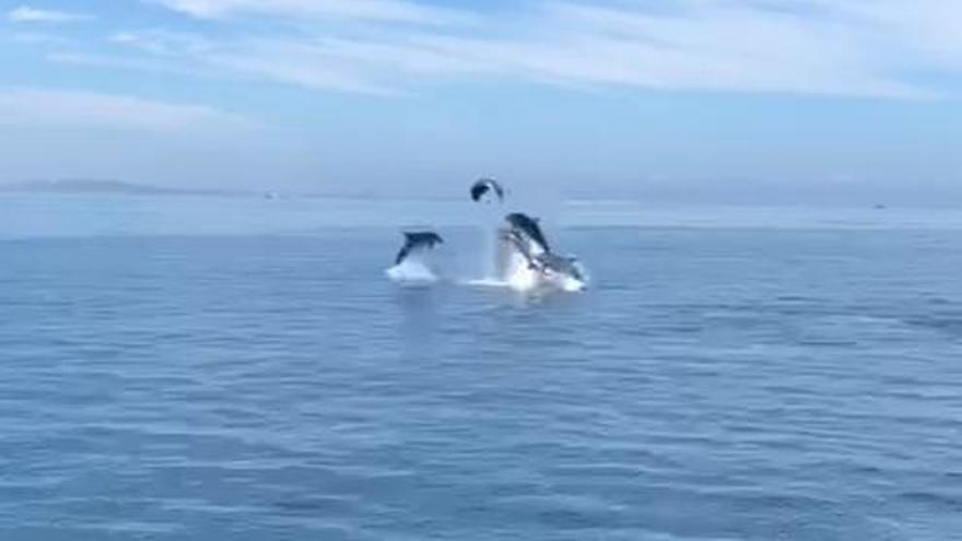 Captura de pantalla de un vídeo en el que se ve a varios delfines saltando a la vez.