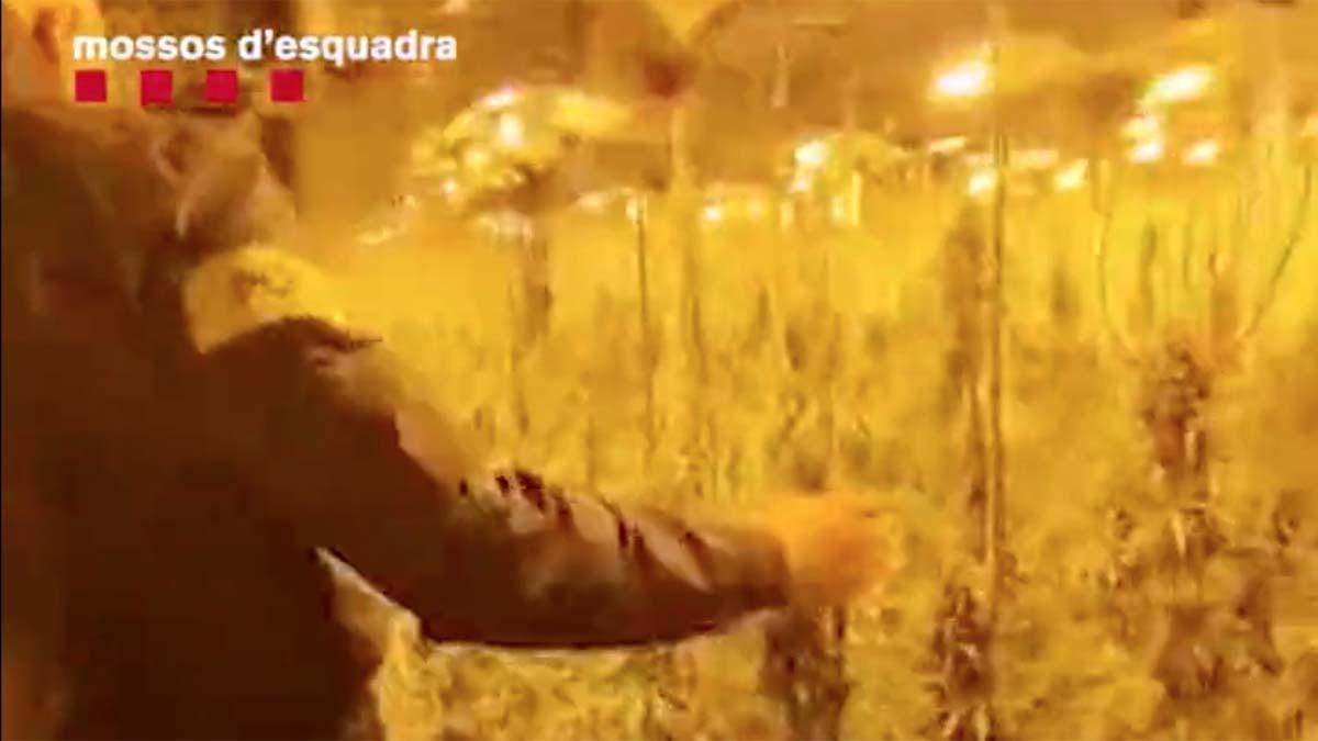 Cinc detinguts i confiscades 4.000 plantes de marihuana a Molins de Rei