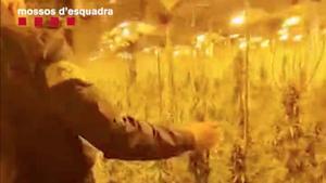 Cinc detinguts i confiscades 4.000 plantes de marihuana a Molins de Rei
