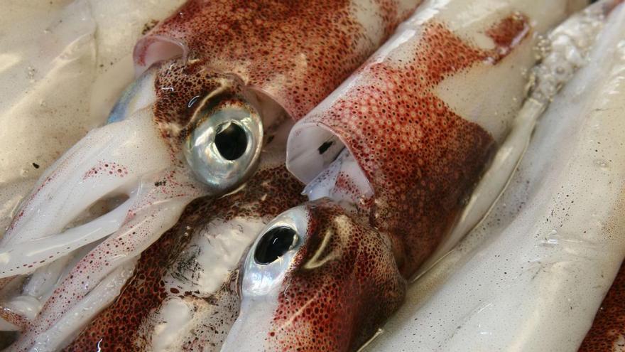 Calamares de potera recién pescados en las aguas de Ibiza.