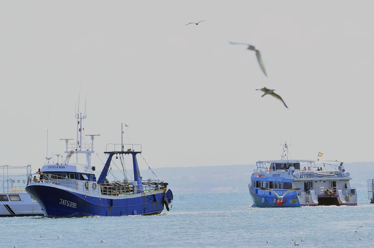 Los barcos desembarcan a diario peix de Santa Pola, pescado y marisco fresco que se subasta cada día.