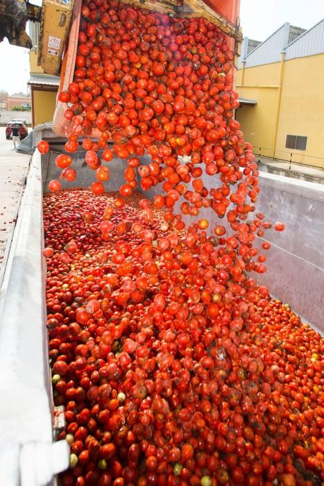 La cooperativa de La Llosa prepara los tomates para la Tomatina 2018,